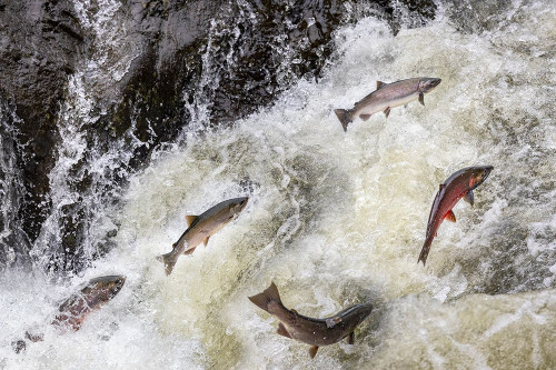 Spawning Coho salmon swimming upstream on the Nehalem River in the Tillamook State Forest-Oregon-USA Poster Print - Chuck Haney # VARPDXUS38CHA0478