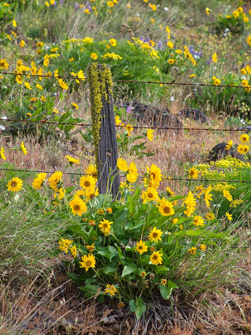 USA-Washington State Fence line and wildflowers Poster Print - Terry Eggers # VARPDXUS48TEG1910