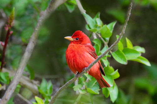 Summer Tanager-Piranga rubra-perched Poster Print - Larry Ditto # VARPDXNA02LDI0099