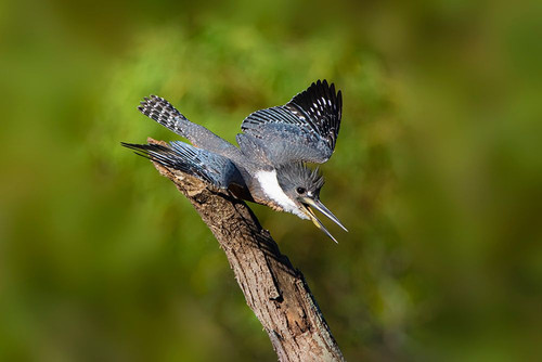 Ringed Kingfisher-Megaceryle torquata-male Poster Print - Larry Ditto # VARPDXNA02LDI0088