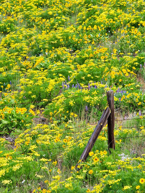 USA-Washington State Fence line and wildflowers Poster Print - Terry Eggers # VARPDXUS48TEG1908
