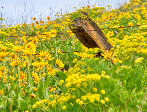 USA-Washington State Fence line and wildflowers Poster Print - Terry Eggers # VARPDXUS48TEG1904