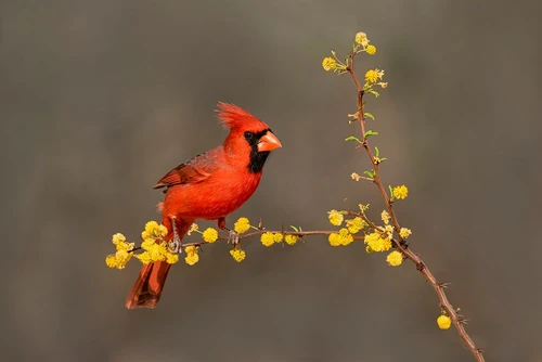 Northern Cardinal-Cardinalis cardinalis-perched Poster Print - Larry Ditto # VARPDXNA02LDI0063