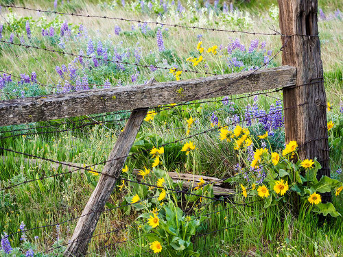 USA-Washington State Fence line with spring wildflowers Poster Print - Terry Eggers # VARPDXUS48TEG1896