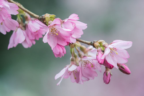 Washington State-Bellevue Cherry blossoms Poster Print - Rob Tilley # VARPDXUS48RTI0699
