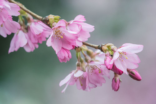 Washington State-Bellevue Cherry blossoms Poster Print - Rob Tilley # VARPDXUS48RTI0699