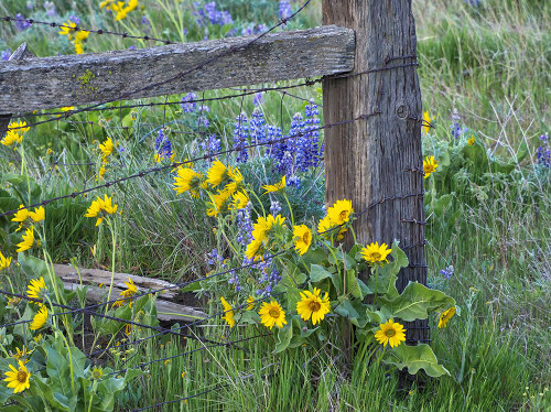USA-Washington State Fence line with spring wildflowers Poster Print - Terry Eggers # VARPDXUS48TEG1890
