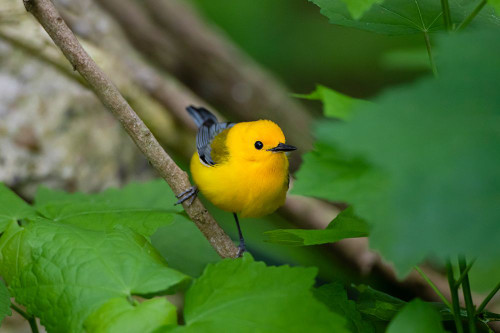 Prothonotary Warbler-Prothonotary citrea-flying Poster Print - Larry Ditto # VARPDXNA02LDI0080