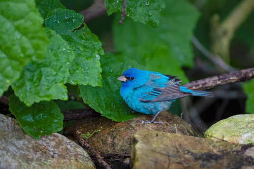 Indigo Bunting-Passerina cyanea-foraging male Poster Print - Larry Ditto # VARPDXNA02LDI0046
