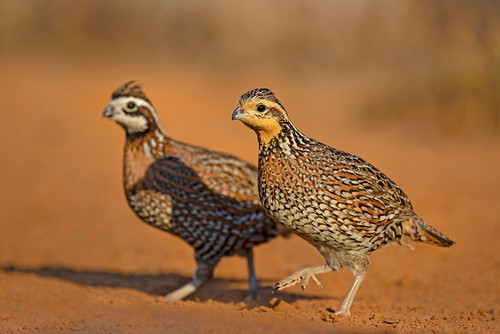 Northern Bobwhite-Colinus virginianus-pair Poster Print - Larry Ditto # VARPDXNA02LDI0057