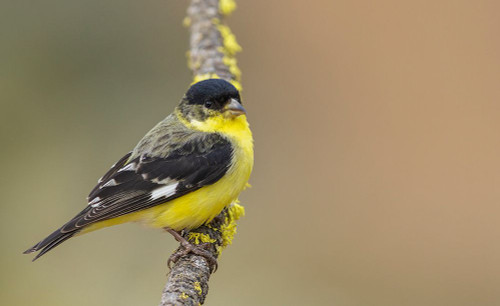 Lesser goldfinch Poster Print - Ken Archer # VARPDXNA02KAR2489