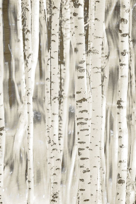Birches 3 Poster Print - Kimberly Allen # VARPDXKARC2129C