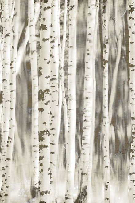 Birches 2 Poster Print - Kimberly Allen # VARPDXKARC2129B