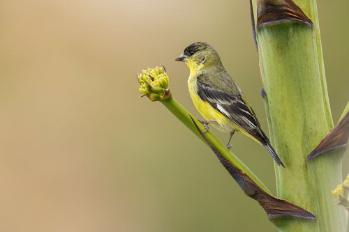 Lesser goldfinch Poster Print - Ken Archer # VARPDXNA02KAR2488