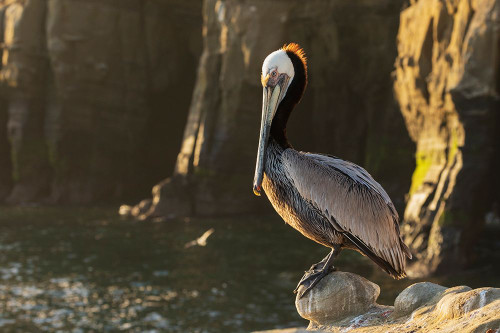 Brown pelican at first light Poster Print - Ken Archer # VARPDXNA02KAR2452