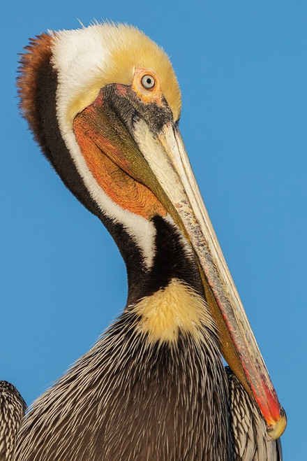 Brown pelican Poster Print - Ken Archer # VARPDXNA02KAR2454