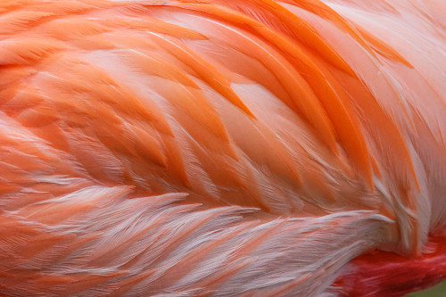 Pink feather pattern on back of flamingo-Florida Poster Print - Adam Jones # VARPDXUS10AJE1005