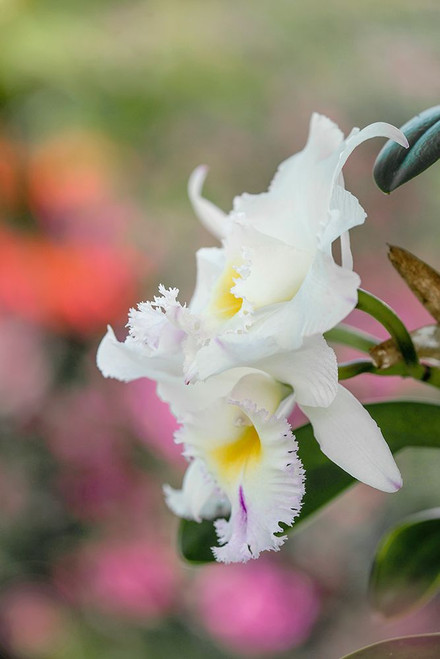White orchids and soft colorful background-Butterfly World-Florida Poster Print - Adam Jones # VARPDXUS10AJE0985