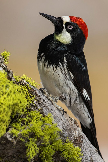 Acorn woodpecker Poster Print - Ken Archer # VARPDXNA02KAR2445