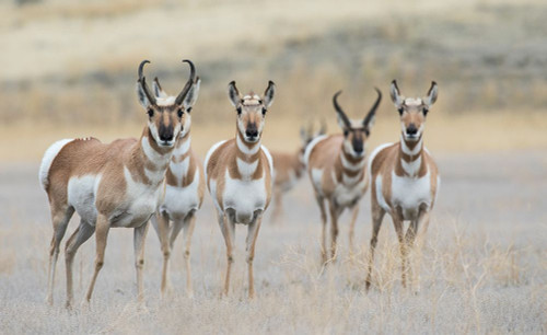 Pronghorns Poster Print - Ken Archer # VARPDXNA02KAR2431