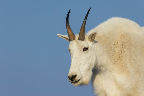 Mountain goat billy Poster Print - Ken Archer # VARPDXNA02KAR2427