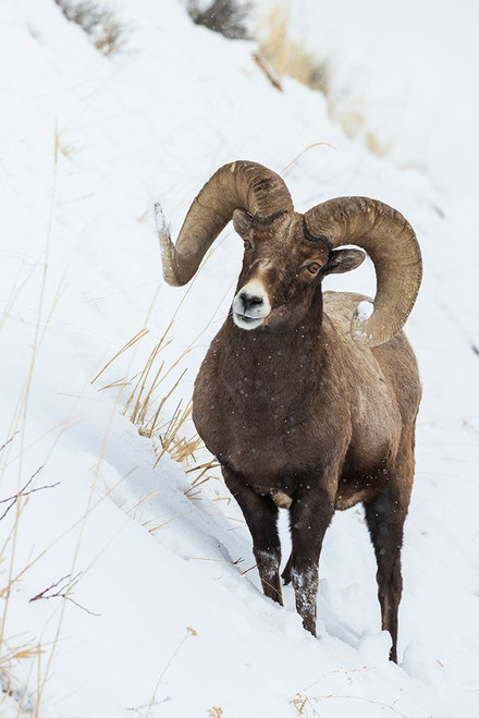 Bighorn sheep ram Poster Print - Ken Archer # VARPDXNA02KAR2367