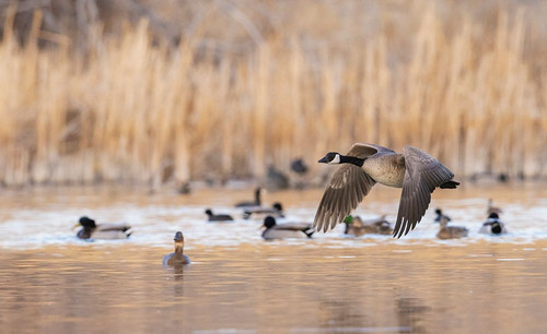Canada goose taking flight Poster Print - Ken Archer # VARPDXNA02KAR2401