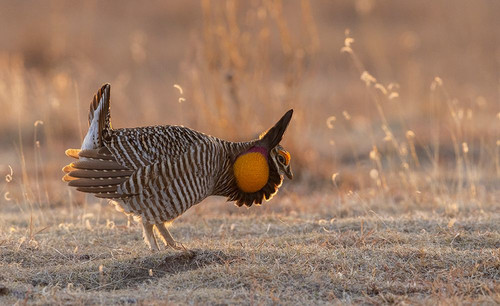 Greater prairie chickens-courtship display Poster Print - Ken Archer # VARPDXNA02KAR2402