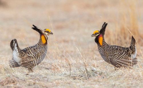 Greater prairie chickens-competing males Poster Print - Ken Archer # VARPDXNA02KAR2406