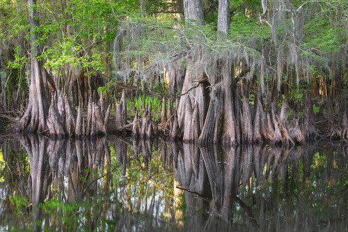 Early spring view of cypress trees reflecting on blackwater area of St Johns River-central Florida Poster Print - Adam Jones # VARPDXUS10AJE0955