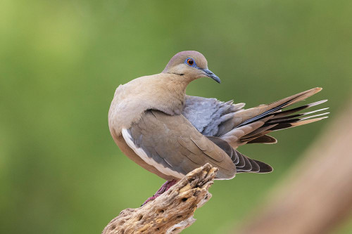 White-winged dove preening Poster Print - Ken Archer # VARPDXNA02KAR2359