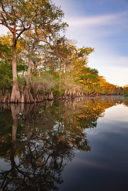 Early spring view of cypress trees reflecting on blackwater area of St Johns River-central Florida Poster Print - Adam Jones # VARPDXUS10AJE0951