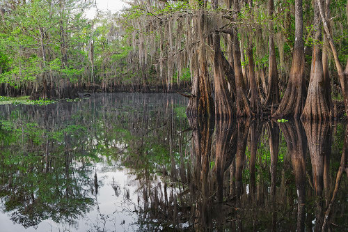 Early spring view of cypress trees reflecting on blackwater area of St Johns River-central Florida Poster Print - Adam Jones # VARPDXUS10AJE0950