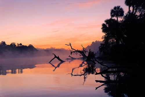 Predawn view of mist and fallen trees reflecting on blackwater area of St Johns River Poster Print - Adam Jones # VARPDXUS10AJE0939