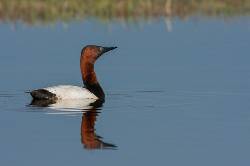 Canvasback drake Poster Print - Ken Archer # VARPDXNA02KAR2374