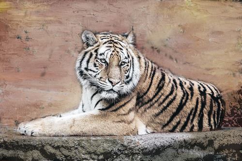 Tiger Love V2 Poster Print - Kimberly Allen # VARPDXKARC3252A