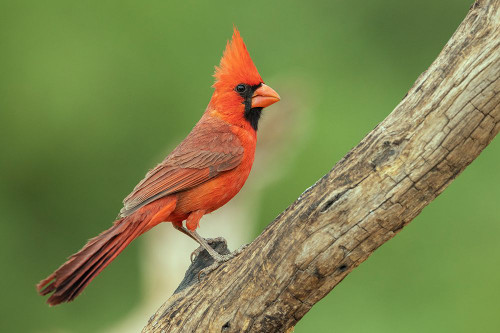 Northern cardinal Poster Print - Ken Archer # VARPDXNA02KAR2352
