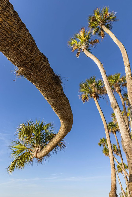 Sable palm tree along shoreline of Harney Lake at sunset-Florida Poster Print - Adam Jones # VARPDXUS10AJE0918