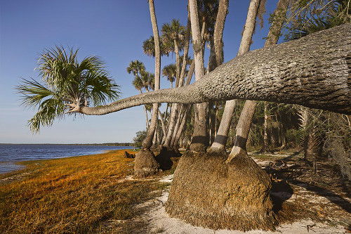 Sable palm tree along shoreline of Harney Lake at sunset-Florida Poster Print - Adam Jones # VARPDXUS10AJE0916