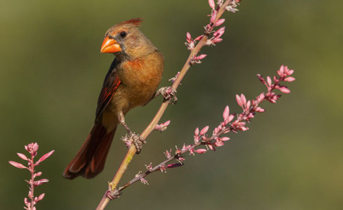 Female northern cardinal Poster Print - Ken Archer # VARPDXNA02KAR2347