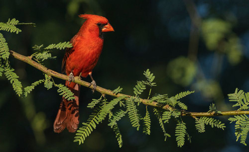 Northern cardinal Poster Print - Ken Archer # VARPDXNA02KAR2346