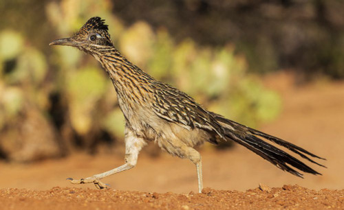 Greater roadrunner on the go Poster Print - Ken Archer # VARPDXNA02KAR2331