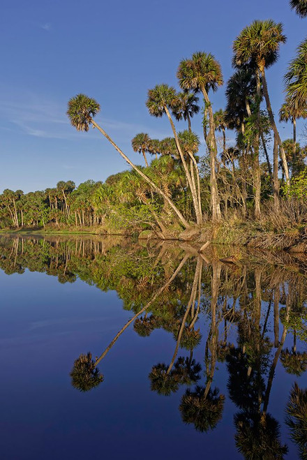 Sable palms reflected on the Econlockhatchee River Poster Print - Adam Jones # VARPDXUS10AJE0887