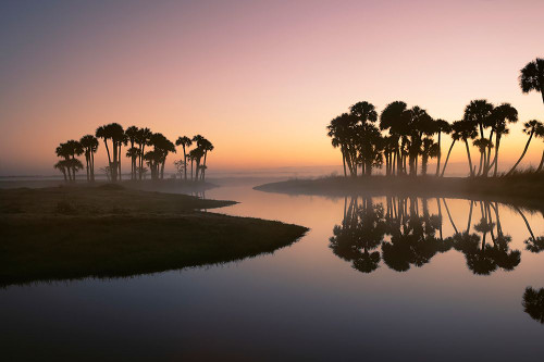 Sable palms silhouetted at sunrise on the Econlockhatchee River Poster Print - Adam Jones # VARPDXUS10AJE0868