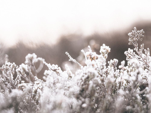 Cashmere Frost Poster Print - Leah Straatsma # VARPDXLSRC698A