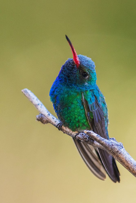 Broad-billed hummingbird Poster Print - Ken Archer # VARPDXNA02KAR2312