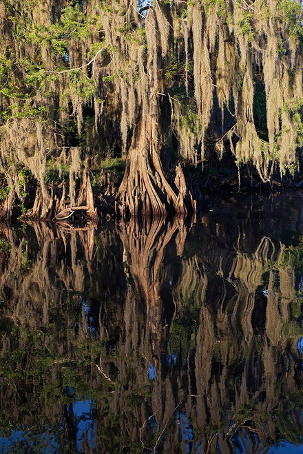 Cypress tree draped in Spanish moss along the Econlockhatchee River Poster Print - Adam Jones # VARPDXUS10AJE0884