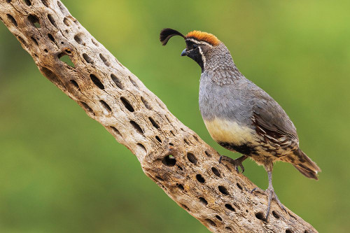 Male Gambels quail Poster Print - Ken Archer # VARPDXNA02KAR2327