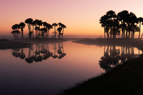 Sable palms silhouetted at sunrise on the Econlockhatchee River Poster Print - Adam Jones # VARPDXUS10AJE0865