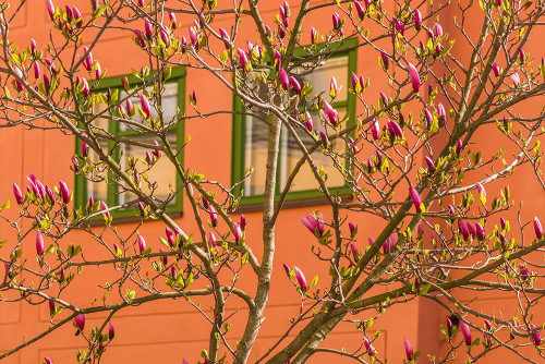Sweden-Stockholm-Gamla Stan-Old Town-magnolia tree-spring Poster Print - Walter Bibikow # VARPDXEU28WBI0157